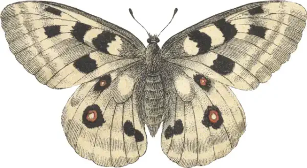 Taureņu uzlīme - Parnassius Apollo