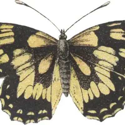 Taureņu uzlīme - Melanargia Galathea