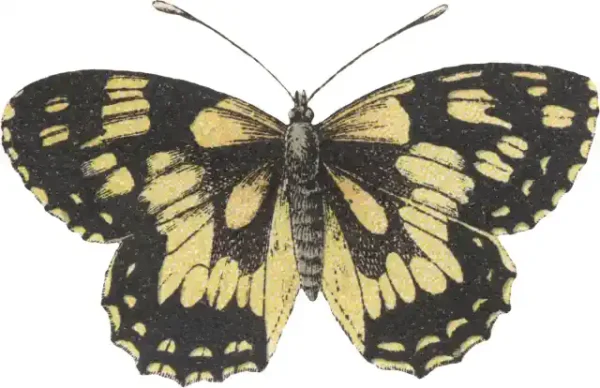 Taureņu uzlīme - Melanargia Galathea