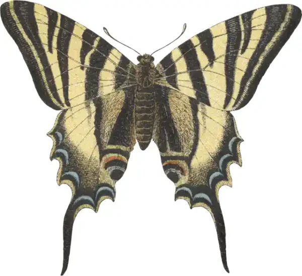 Taureņu uzlīme - Papilio Podalirius