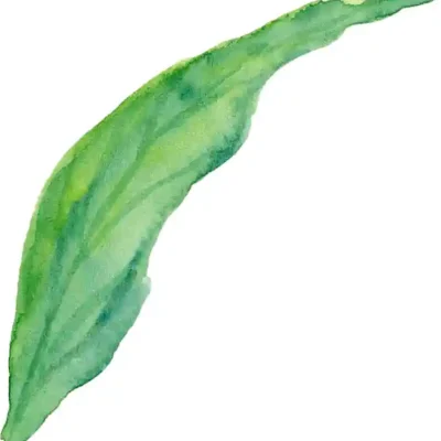 Ziedu uzlīme - Zaļas garas lapas zīmējums 3