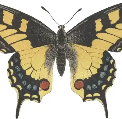 Taureņu uzlīme - Papilio Machaon