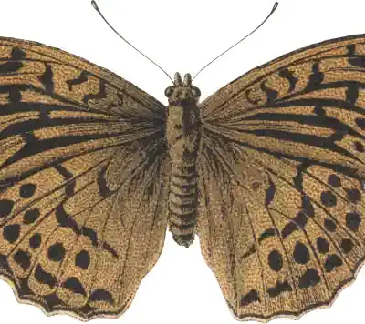 Taureņu uzlīme - Argynnis Paphia