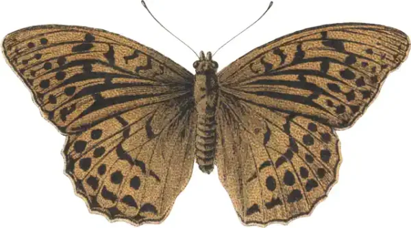 Taureņu uzlīme - Argynnis Paphia