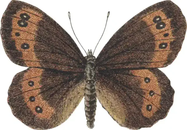 Taureņu uzlīme - Erebia medusa