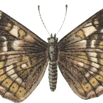 Taureņu uzlīme - Euphydryas cynthia