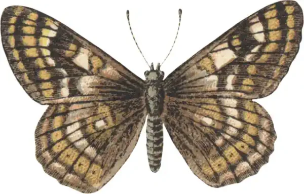 Taureņu uzlīme - Euphydryas cynthia