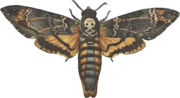 Taureņu uzlīme - Acherontia atropos