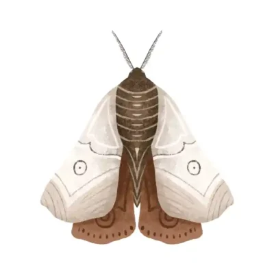 Taureņu uzlīme - Maģiska taureņa zīmējums 6