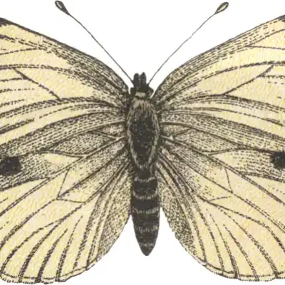 Taureņu uzlīme - Pieris Brassicae