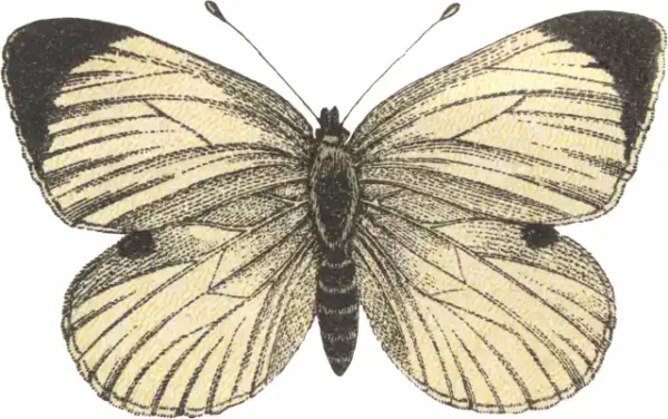 Taureņu uzlīme - Pieris Brassicae