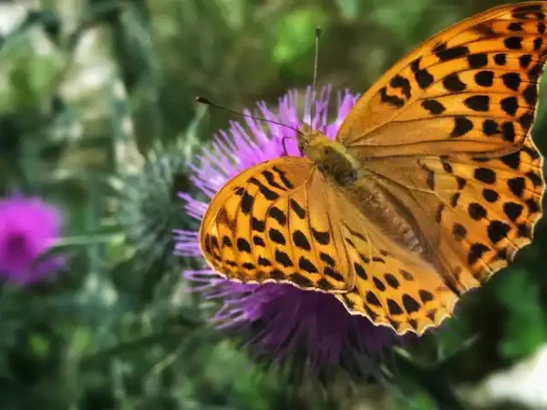 Taureņu uzlīme - Brūns taurenis ar melniem plankumiem uz violeta savvaļas zieda