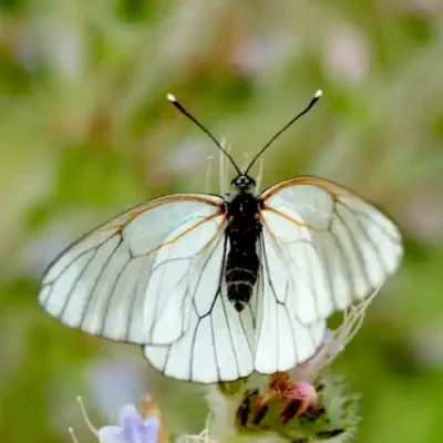 Taureņu uzlīme - Balts tauriņš ar melnām ūsām