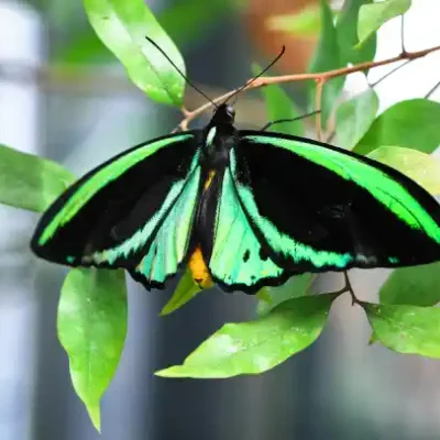 Taureņu uzlīme - Melns taurenis ar zaļām joslām Ornithoptera euphorion