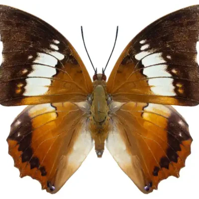 Taureņu uzlīme - Charaxes borneensis bez fona