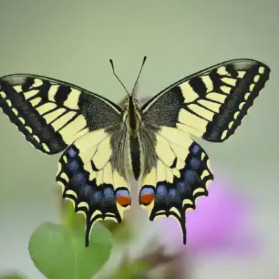 Taureņu uzlīme - Papilionidae dzimtas taurenis no augšas