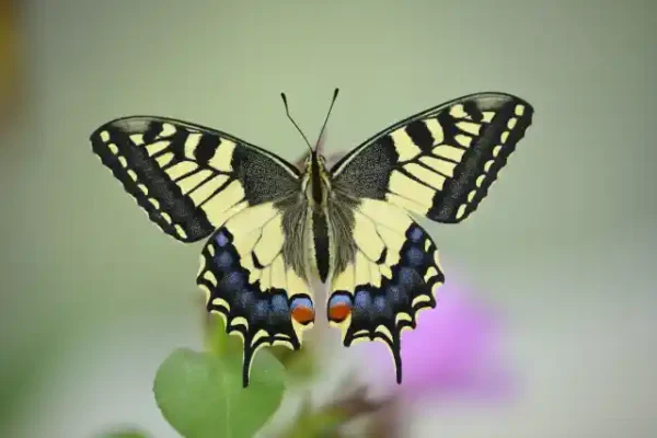 Taureņu uzlīme - Papilionidae dzimtas taurenis no augšas