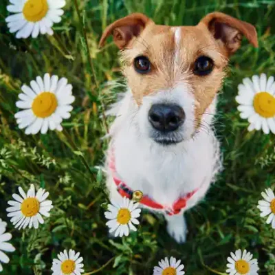 Suņu uzlīme - Brūns suns margrietiņās