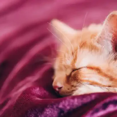 Kaķu uzlīme - Gaišbrūns kaķis uz tumši sarkanas segas