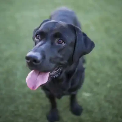 Suņu uzlīme - Melns labradors īsi nopļautā mauriņā