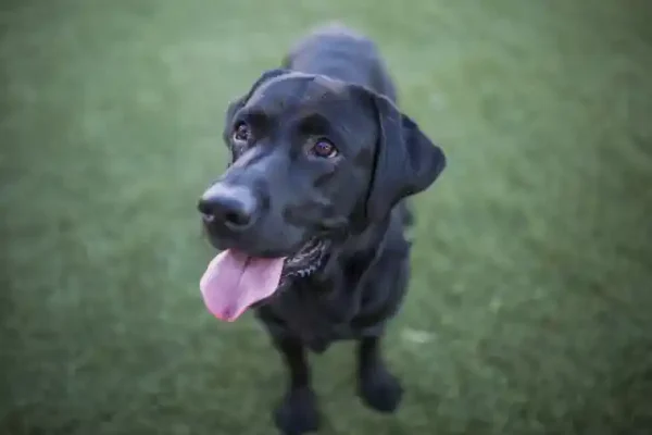 Suņu uzlīme - Melns labradors īsi nopļautā mauriņā