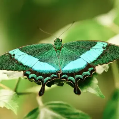 Taureņu uzlīme - Papilio palinurus uz zāles fona