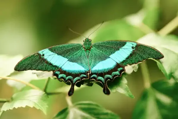 Taureņu uzlīme - Papilio palinurus uz zāles fona