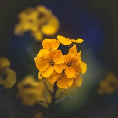 Ziedu uzlīme - Dzelteni ziediņi uz tumša fona