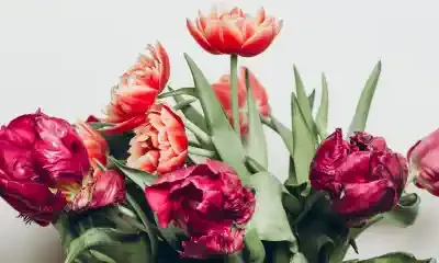 Ziedu uzlīme - Sarkanu tulpju pušķis