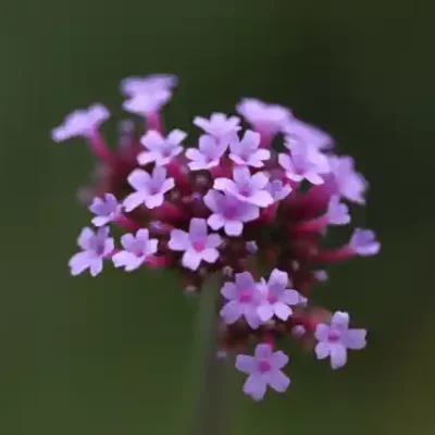 Ziedu uzlīme - Puķe ar maziem sārtiem ziediņiem