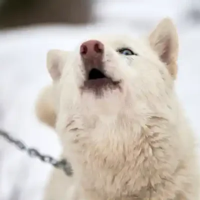 Suņu uzlīme - Pieķēdēts eskinosu suns rej