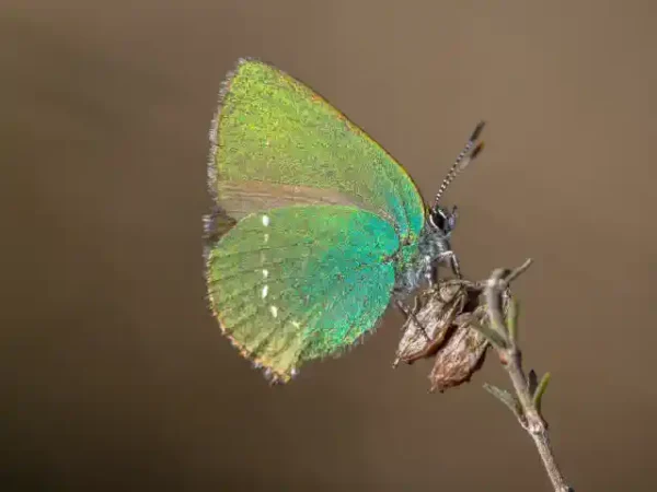 Taureņu uzlīme - Callophrys rubi uz brūngana fona