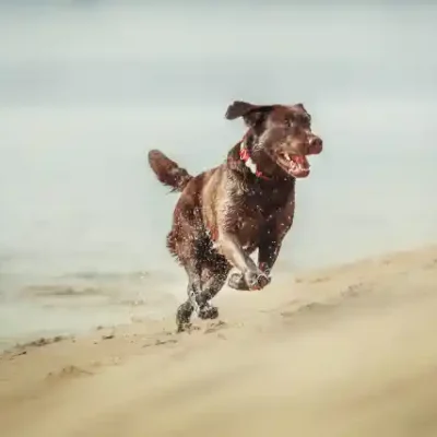 Suņu uzlīme - Labradora un retrīvera krustojums skrien pa smiltīm