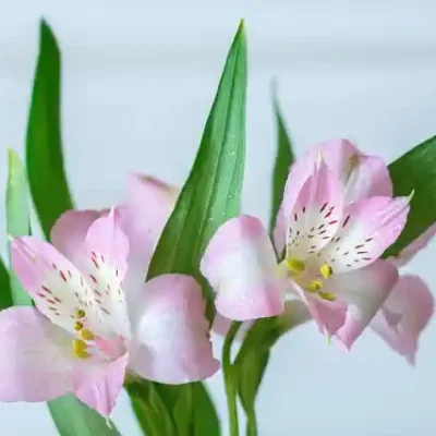 Ziedu uzlīme - Lilijas uz gaiši zila fona