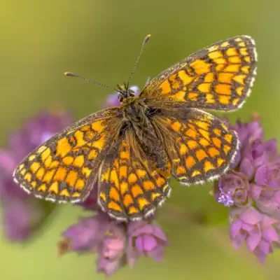 Taureņu uzlīme - Boloria bellona uz zaļa fona