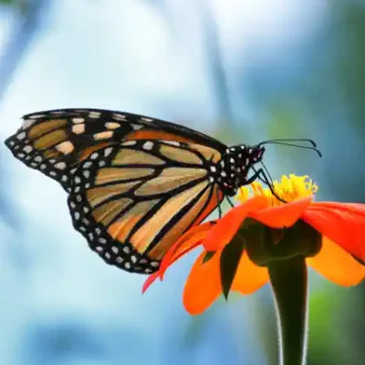 Taureņu uzlīme - Danaus plexippus uz gaiši zila fona