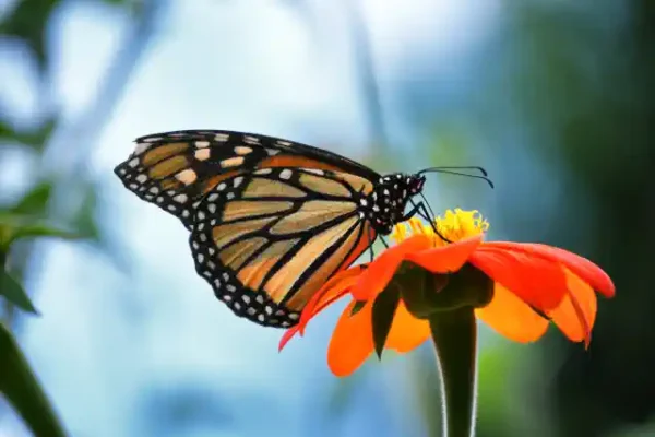 Taureņu uzlīme - Danaus plexippus uz gaiši zila fona