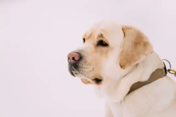 Suņu uzlīme - Balts labradors uz balta sniega fona