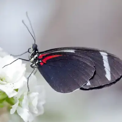 Taureņu uzlīme - Heliconius sara pie balta zieda