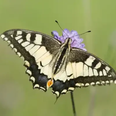 Taureņu uzlīme - Iphiclides podalirius uz zaļgana fona