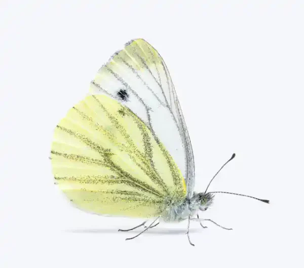 Taureņu uzlīme - Pieris brassicae no  sāniem bez fona