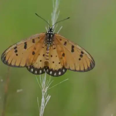 Taureņu uzlīme - Acraea terpsicore uz zāles fona