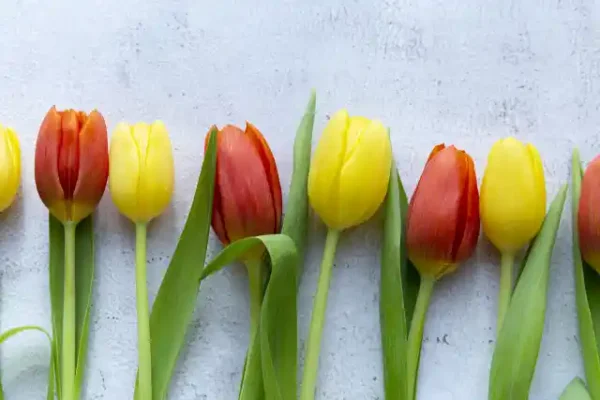 Ziedu uzlīme - Rindā pamīšus saliktas dzeltenas un sarkanas tulpes